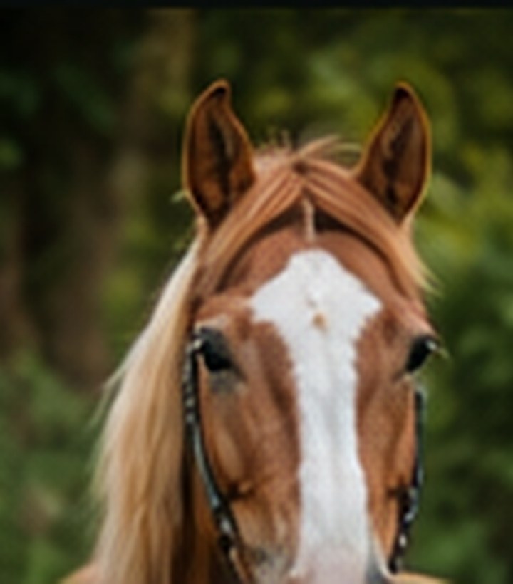 Pony auf dem Hof